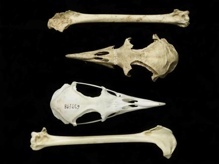 Petrel skulls and bones