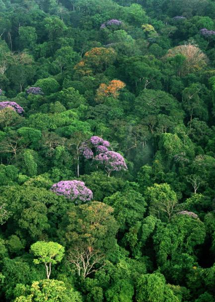 Tropical Rainforest Canopy