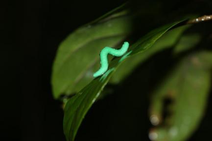 plastic caterpillar on leaf