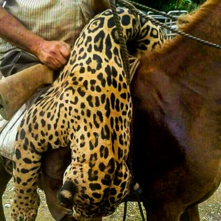 Dead jaguar held by rider on horseback