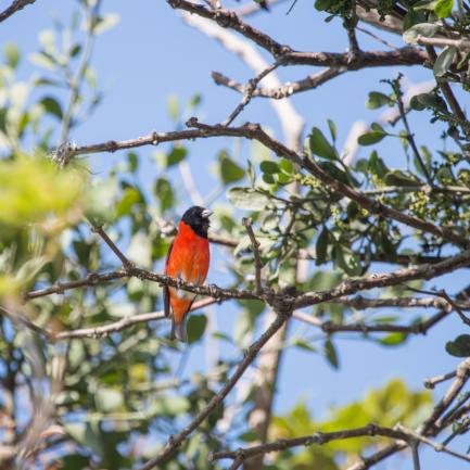 Colorful red siskin on tree branch with leaves