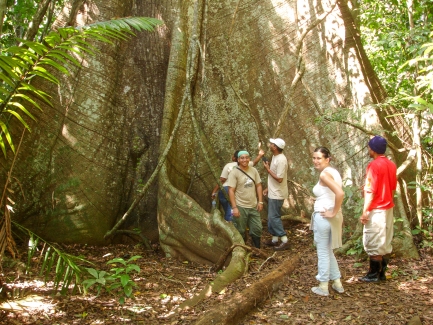 Group of people stand at base of giant tree