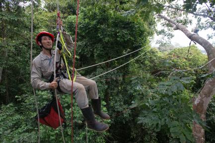 scientist suspended in harness among trees