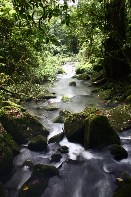 woodland stream with mossy rocks
