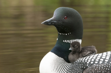 Swimming loon with chick on its back
