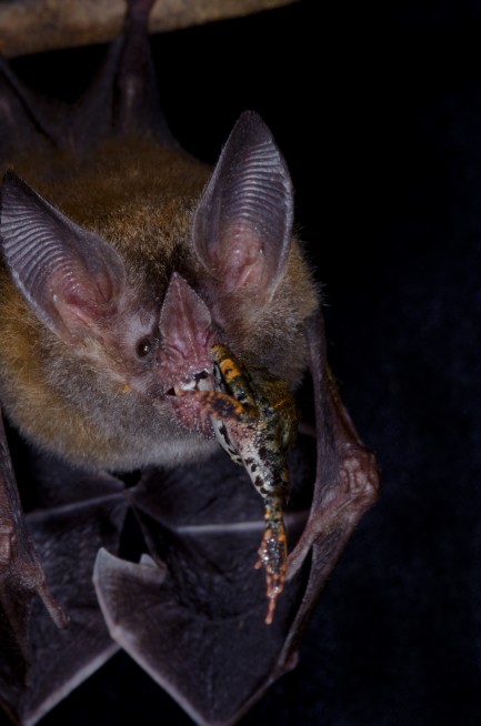 Bat eating a frog