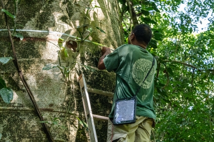 Worker in green T-shirt measures circumference of tree trunk