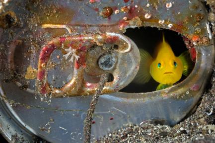yellow goby hiding in aluminum can