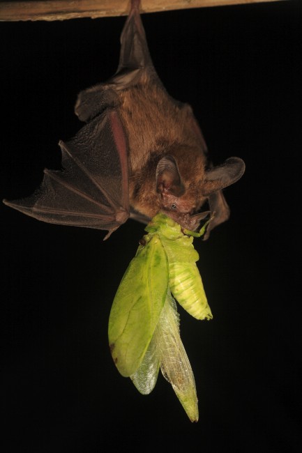 Bat with large katydid in its mouth