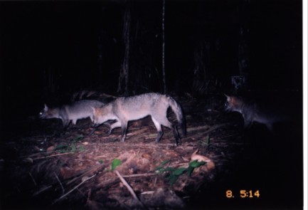 Crab-eating foxes