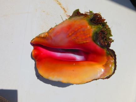 brilliantly colored queen conch shell