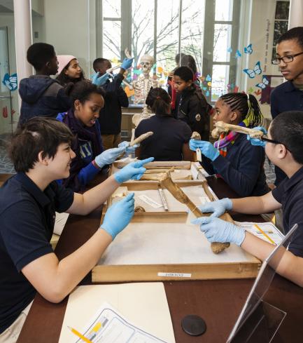 Students Examining Bones