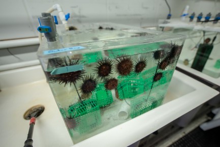 Tank filled with water and sea urchins 