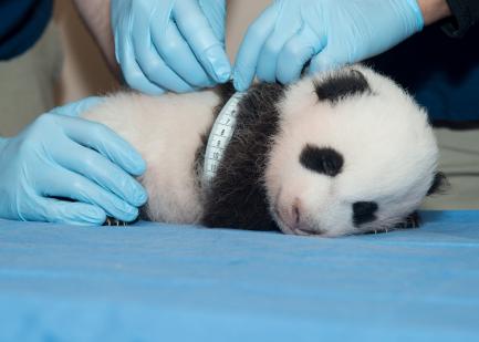 Panda Cub Measured