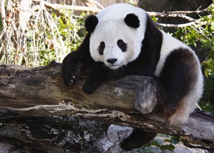 Giant panda Tai Shan