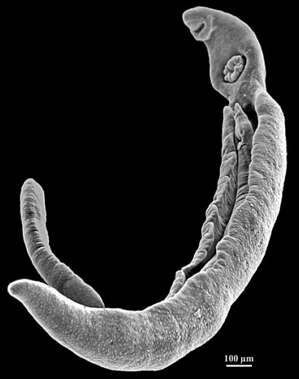Schistosoma parasite