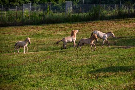 Four Przewalski's horse foals at the Smithsonian Conservation Biology Institute.