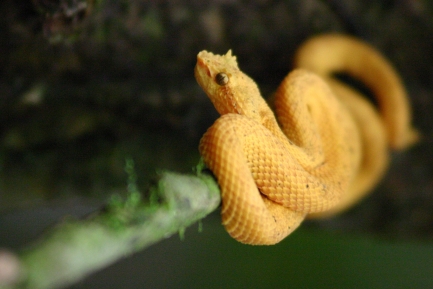 Yellow viper in tree