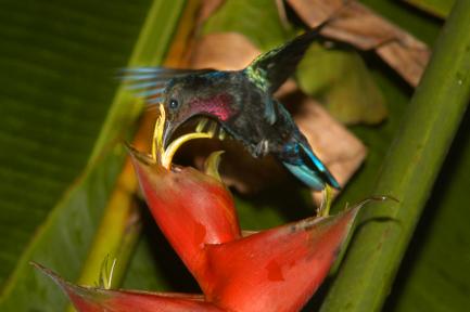 Hummingbird Feeding on Flowers
