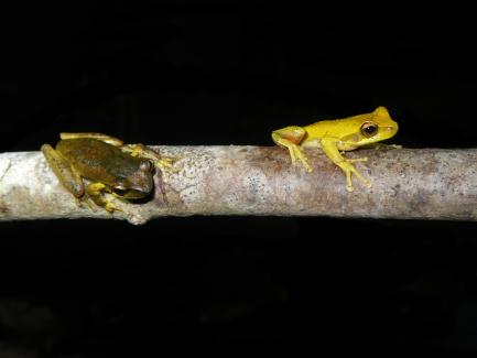 two frogs on branch