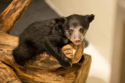 Sloth bear cub Remi