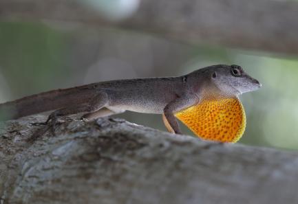 Anole lizard with throat inflated