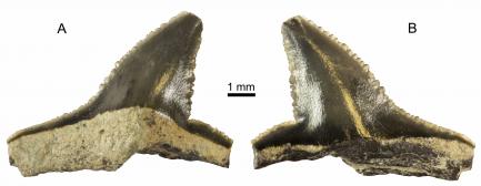 fossil shark teeth
