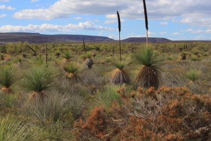 desert landscape with small shrubs