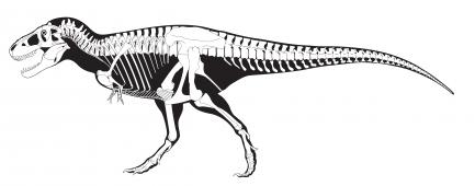 T. rex skelton