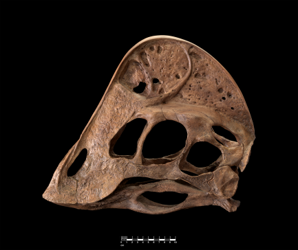skull of Anzu wyliei