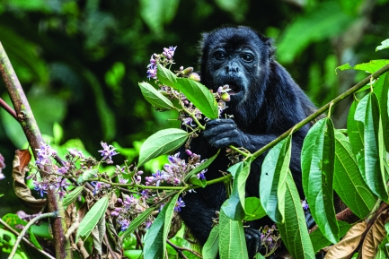 Howler monkey sitting in green vegetation while eating a flower