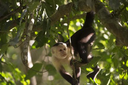 Capuchin monkey in tree