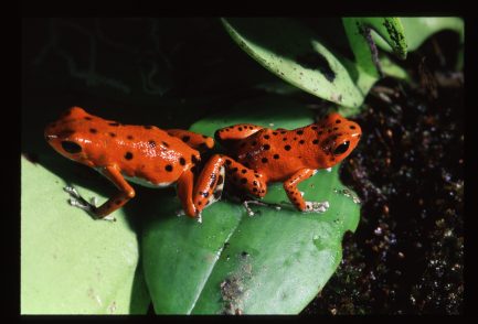 Strawberry Poison Dart Frogs