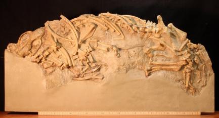 Large block containing fossilized bones