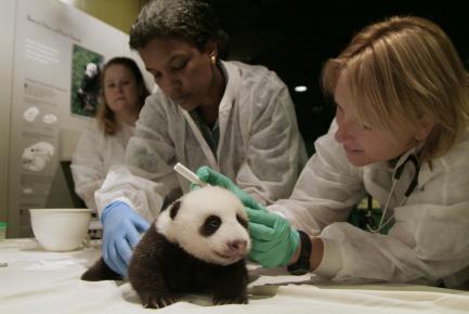National Zoo vets with baby giant panda