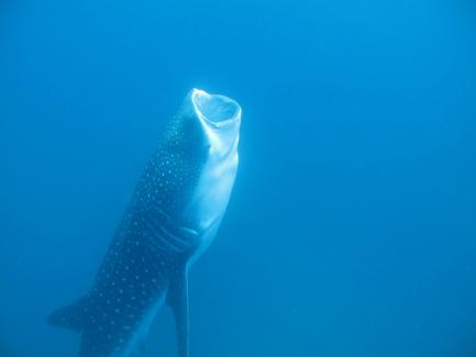Whale shark with open mouth