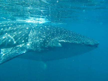 side view of whale shark