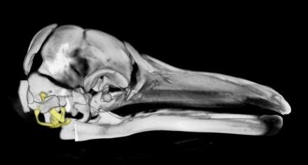 Fin whale fetal skull