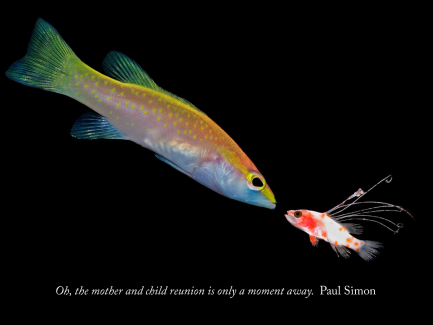 Adult and very different looking larval fish with Paul Simon quote superimposed