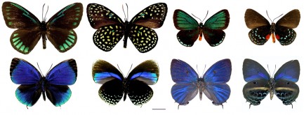 eight specimen butterflies