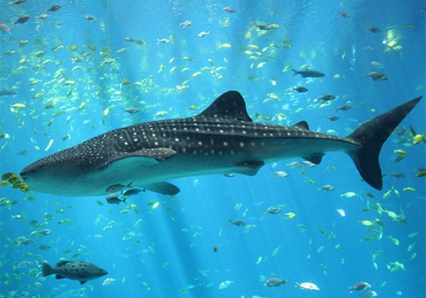Scientists Discover the Largest Assembly of Whale Sharks Ever