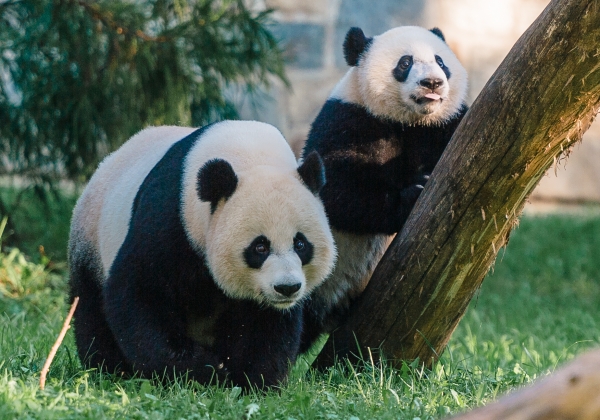 Two giant pandas on the Zoo grounds