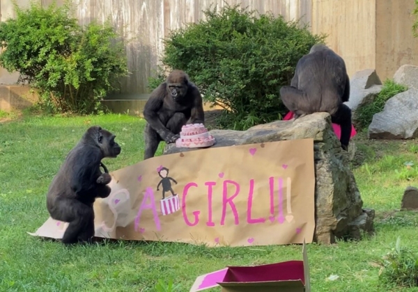 Gorilas playing around sign that says It's a girl