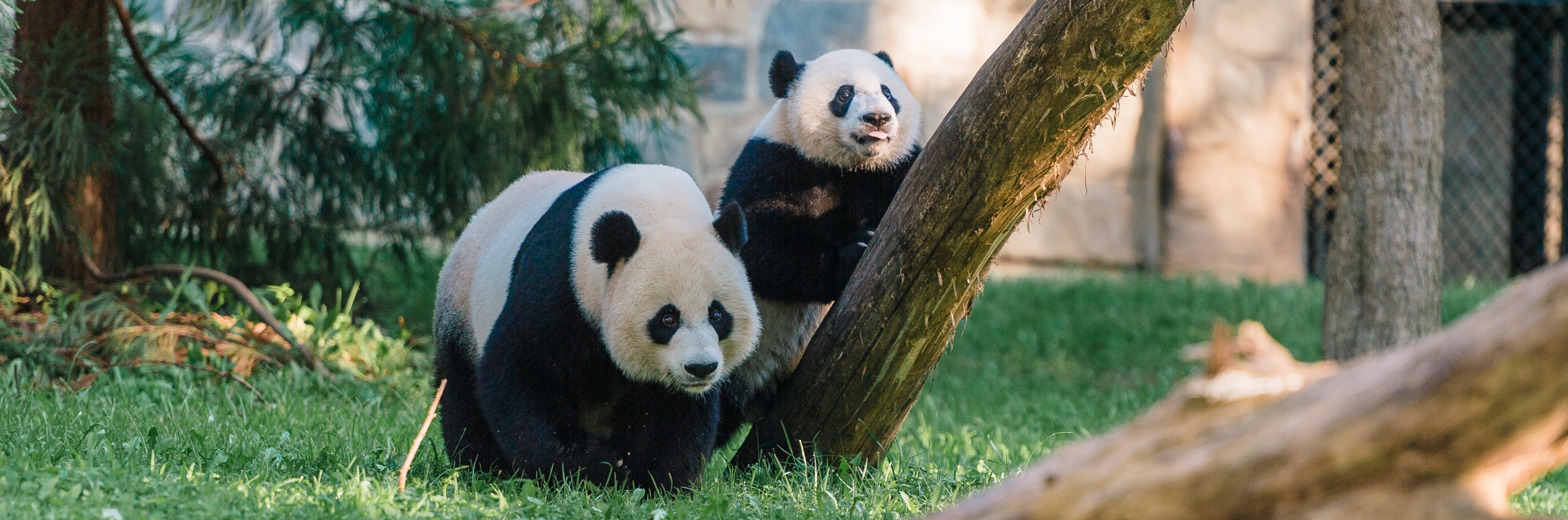 Two giant pandas play on grass.