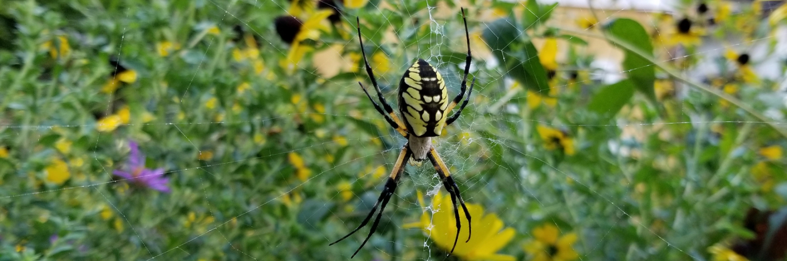 A large black and yellow spider sits on a web. 