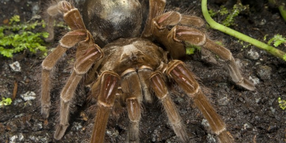 Eight strange but true spider facts