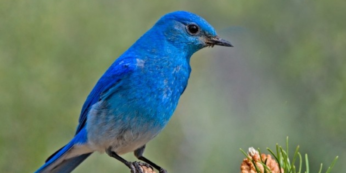 When is a blue bird not blue? | Smithsonian Institution