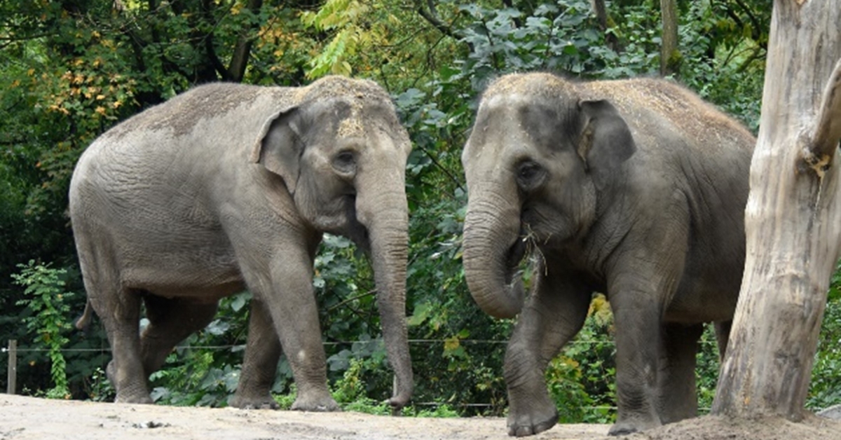 Two Female Asian Elephants Welcomed to Smithsonian's National Zoo and  Conservation Biology Institute | Smithsonian Institution