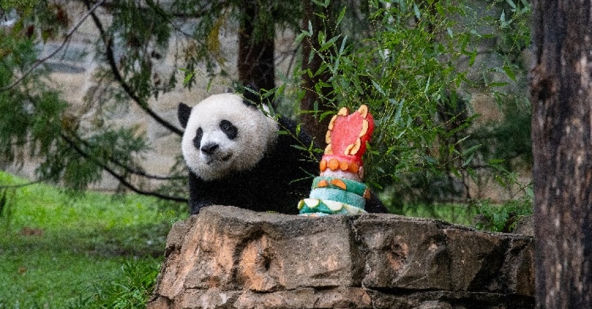 The Giant Pandas Have Left the National Zoo. What's Next for U.S.-China  Relations? - Georgetown University