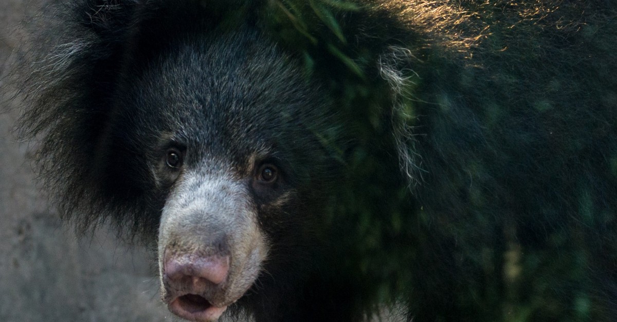 Sloth bear  Smithsonian's National Zoo and Conservation Biology Institute